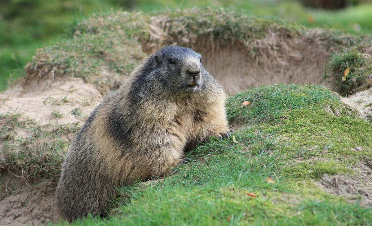 In Canada e USA si scruta il comportamento delle marmotte per capire se l'inverno durerà ancora a lungo oppure no