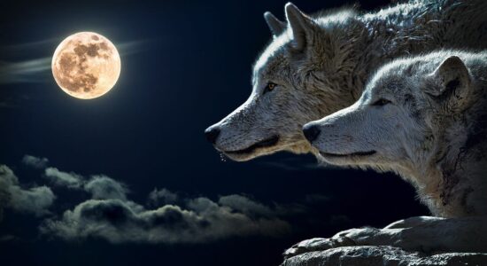 In arrivo la Luna piena del Lupo