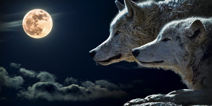 In arrivo la Luna piena del Lupo