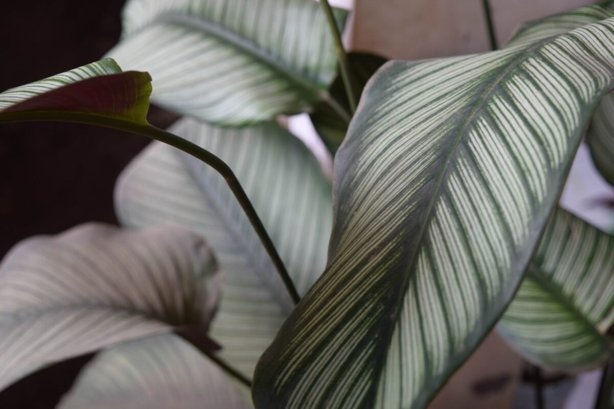 La calathea potrebbe essere una buona idea-proiezionidiborsa.it