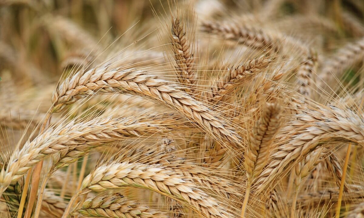 La farina 00 è la più raffinata e si ottiene dall'estrazione del germe di grano