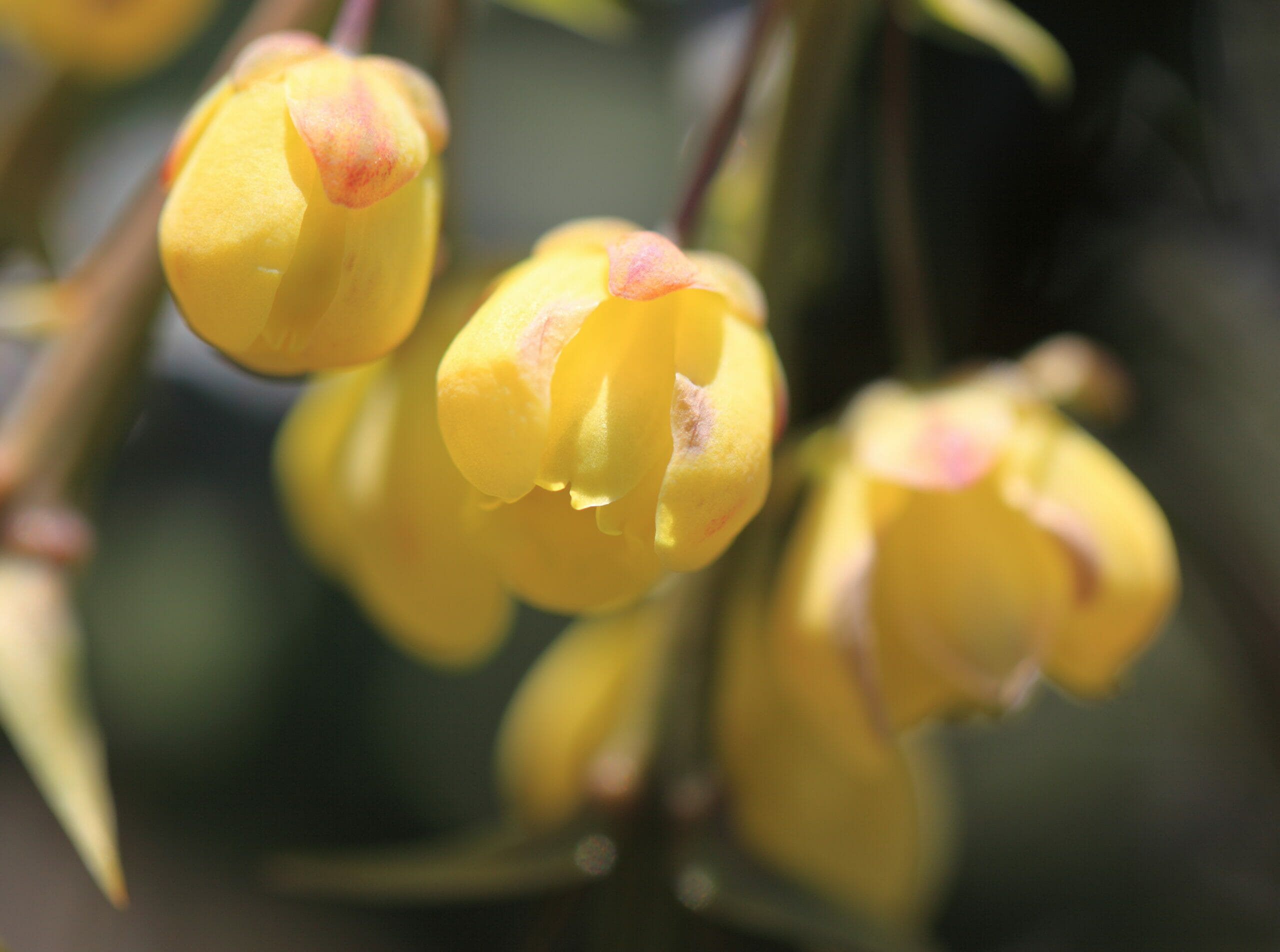 La mahonia può essere messa a dimora in giardino (utilizzata come cespuglio o siepe) e in piena terra.