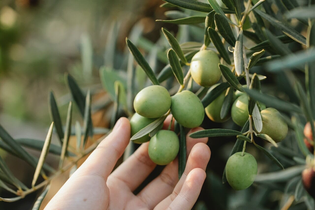 La qualità delle olive è importante per l'olio extravergine