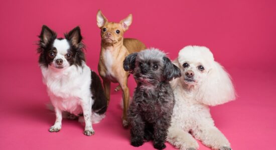 La scienza rivela i cani più longevi