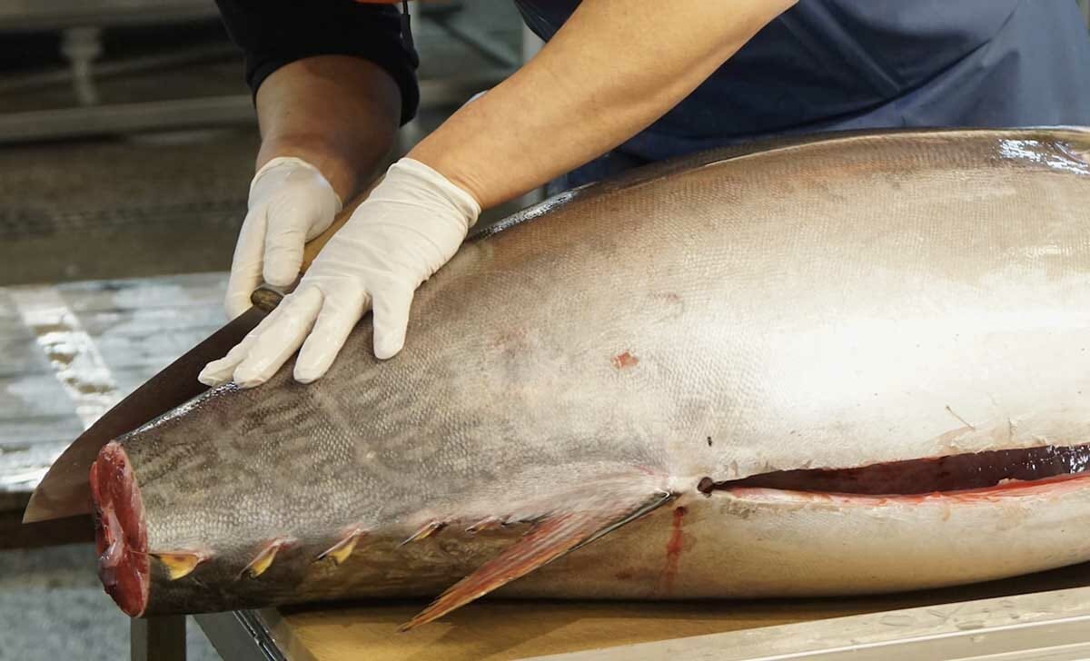 La specie di tonno pinne gialle è tenuta sotto controllo per una sua possibile estinzione