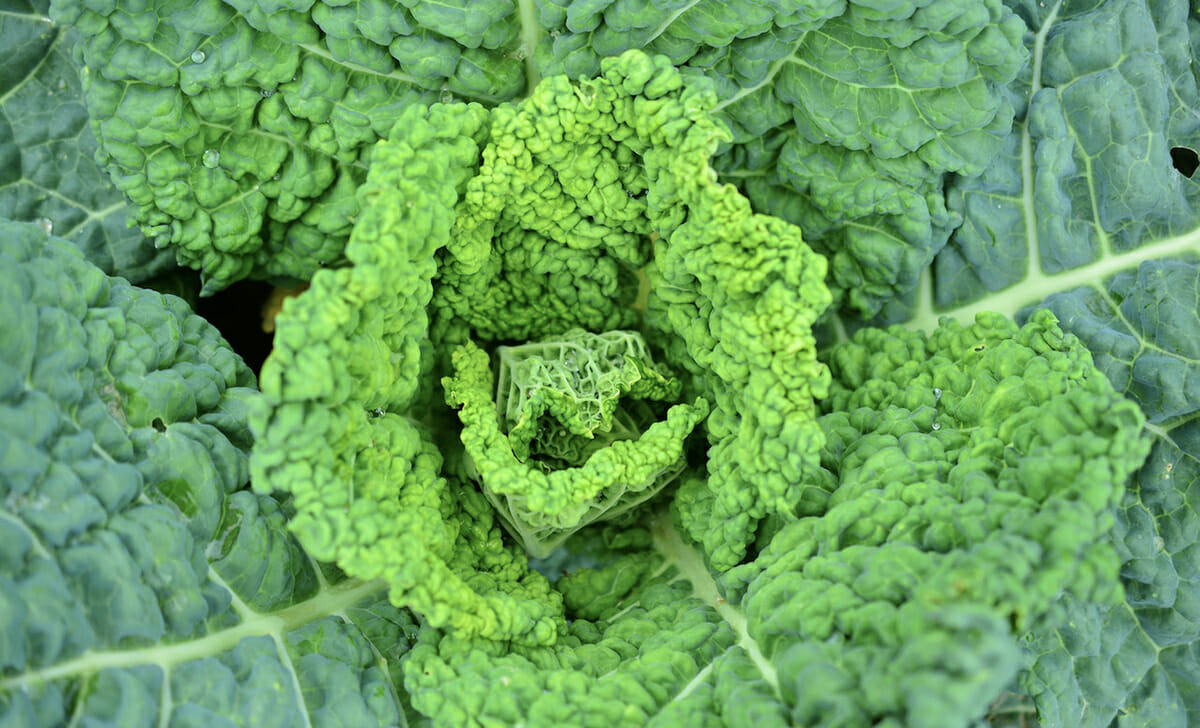 La verza ha foglie ricce con piccole bolle, più scure e aperte all'esterno e più chiare e chiuse all'interno