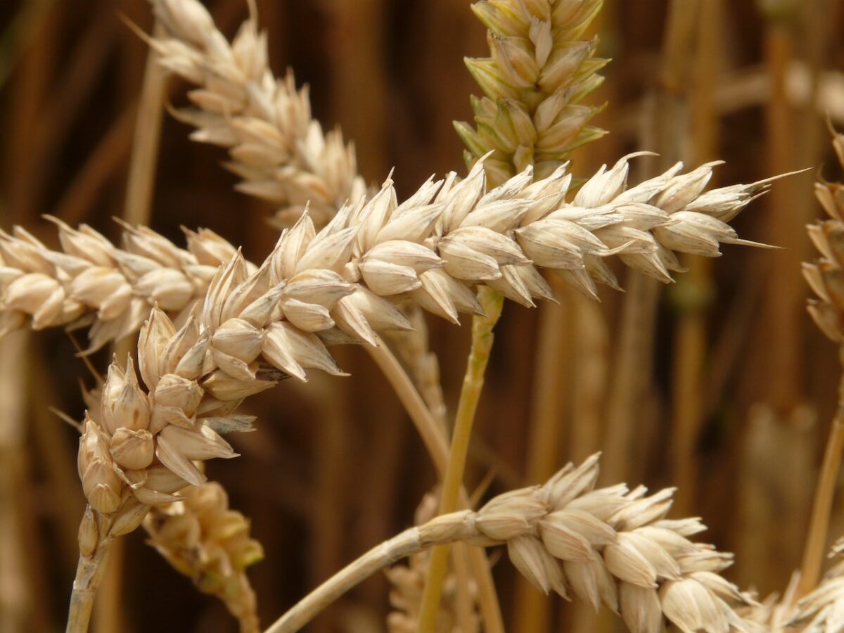 Le farine di frumento sono le più vendute