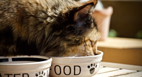 Le migliori crocchette per il gatto-proiezionidiborsa.it