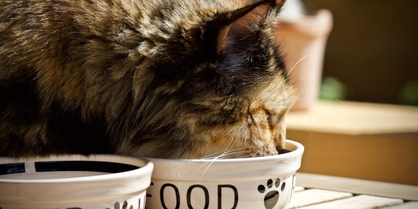 Le migliori crocchette per il gatto-proiezionidiborsa.it
