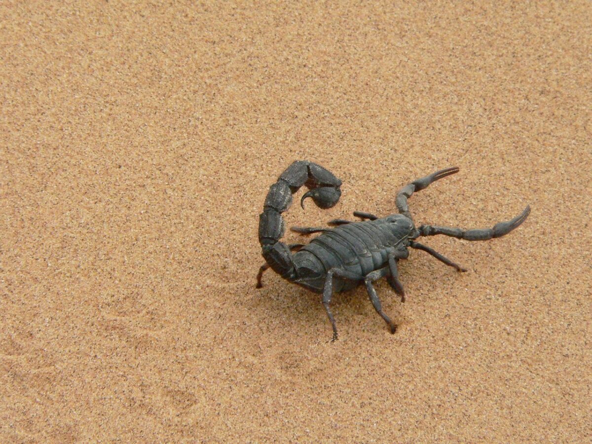 Lo Scorpione ha tanta passionalità ma anche una forte volontà-proiezionidiborsa.it