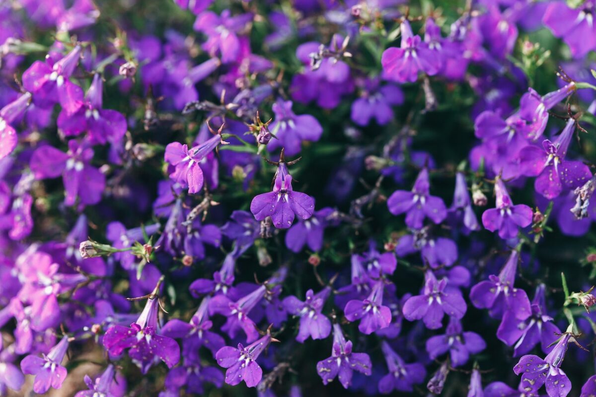 Lobelia