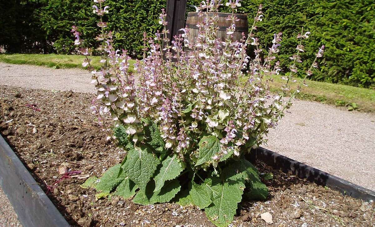 L'olio essenziale di Salvia Sclarea potrebbe aiutarci contro stress e insonnia