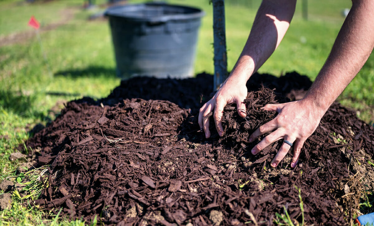 Materiali utili per la pacciamatura sono foglie secche, paglia e residui di potature, ma anche cortecce, rocce frantumate e argilla espansa