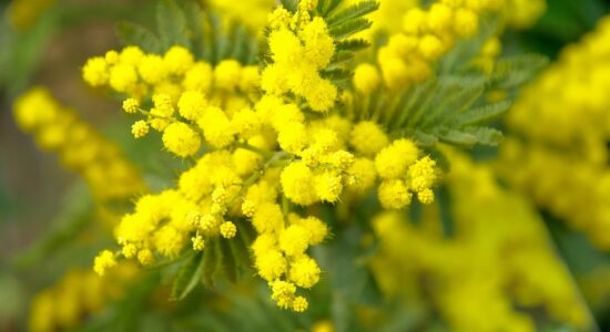 Mimosa, il metodo geniale per farla crescere