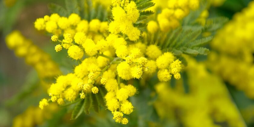 Mimosa, il metodo geniale per farla crescere