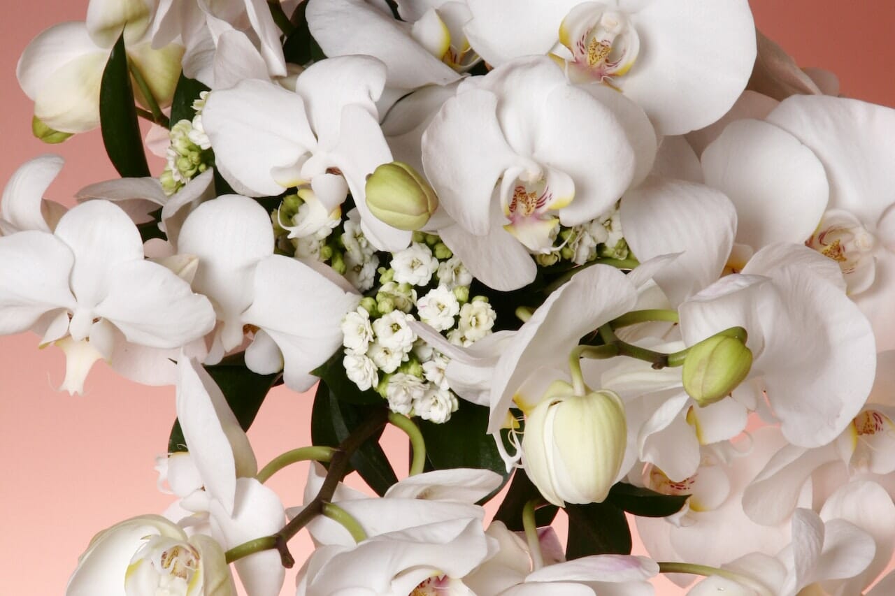 Orchidea, tanto bella quanto esigente