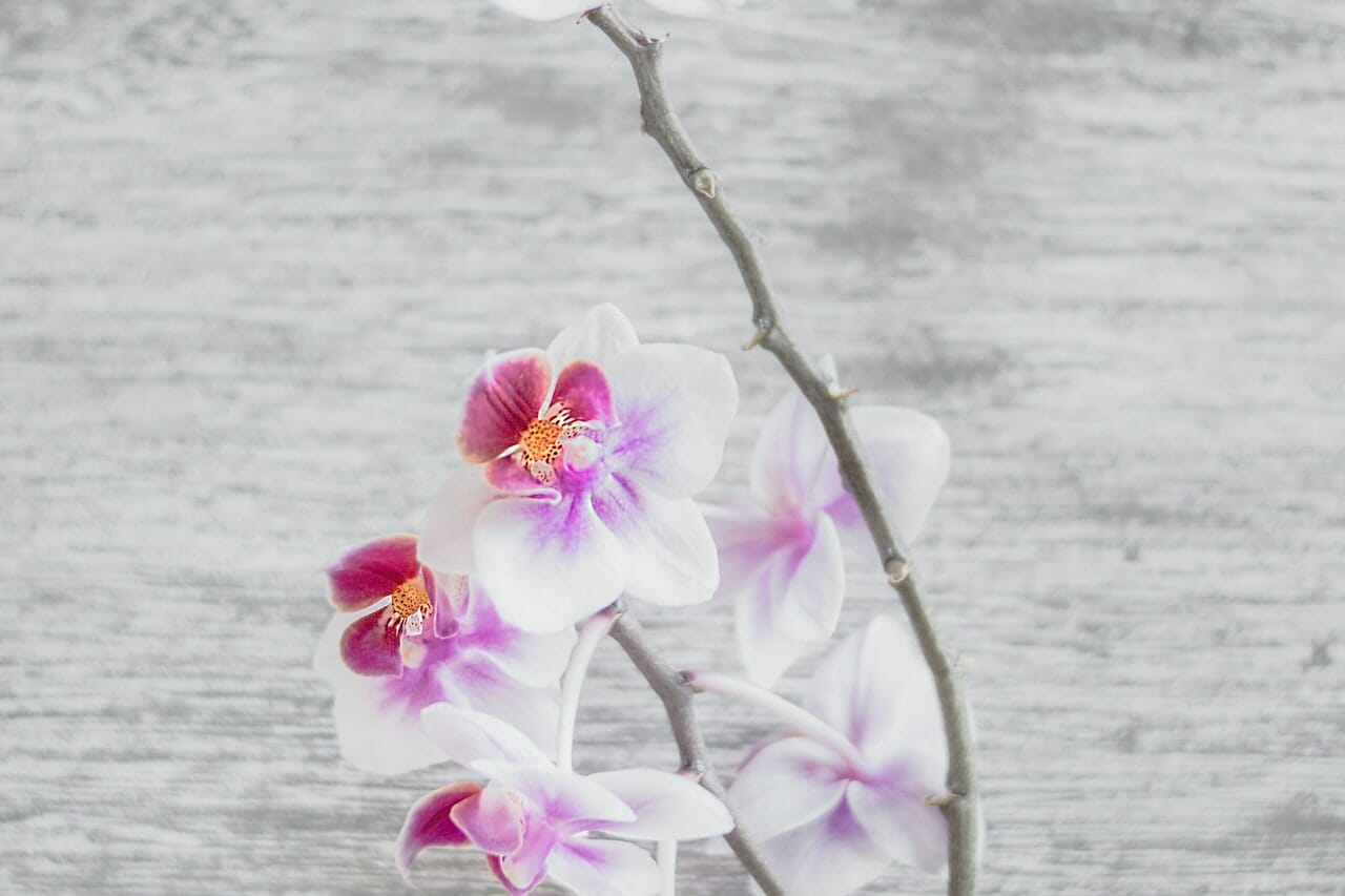 Orchidea, usa le bucce di patate come fertilizzante