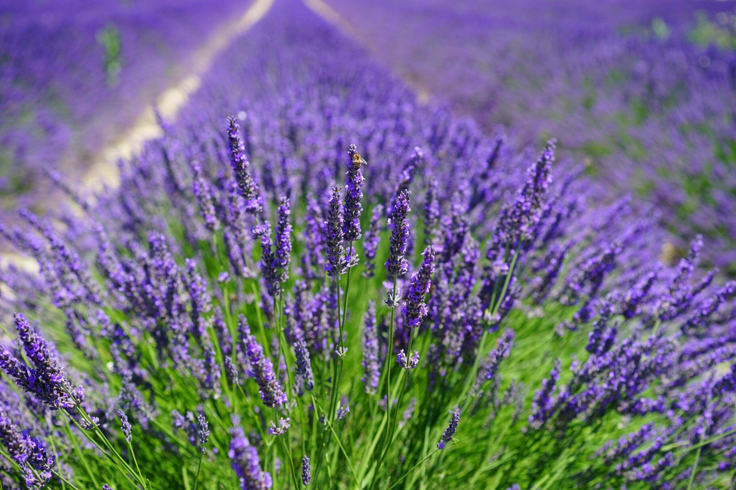 Parliamo di uno dei fiori più apprezzati di sempre- la lavanda