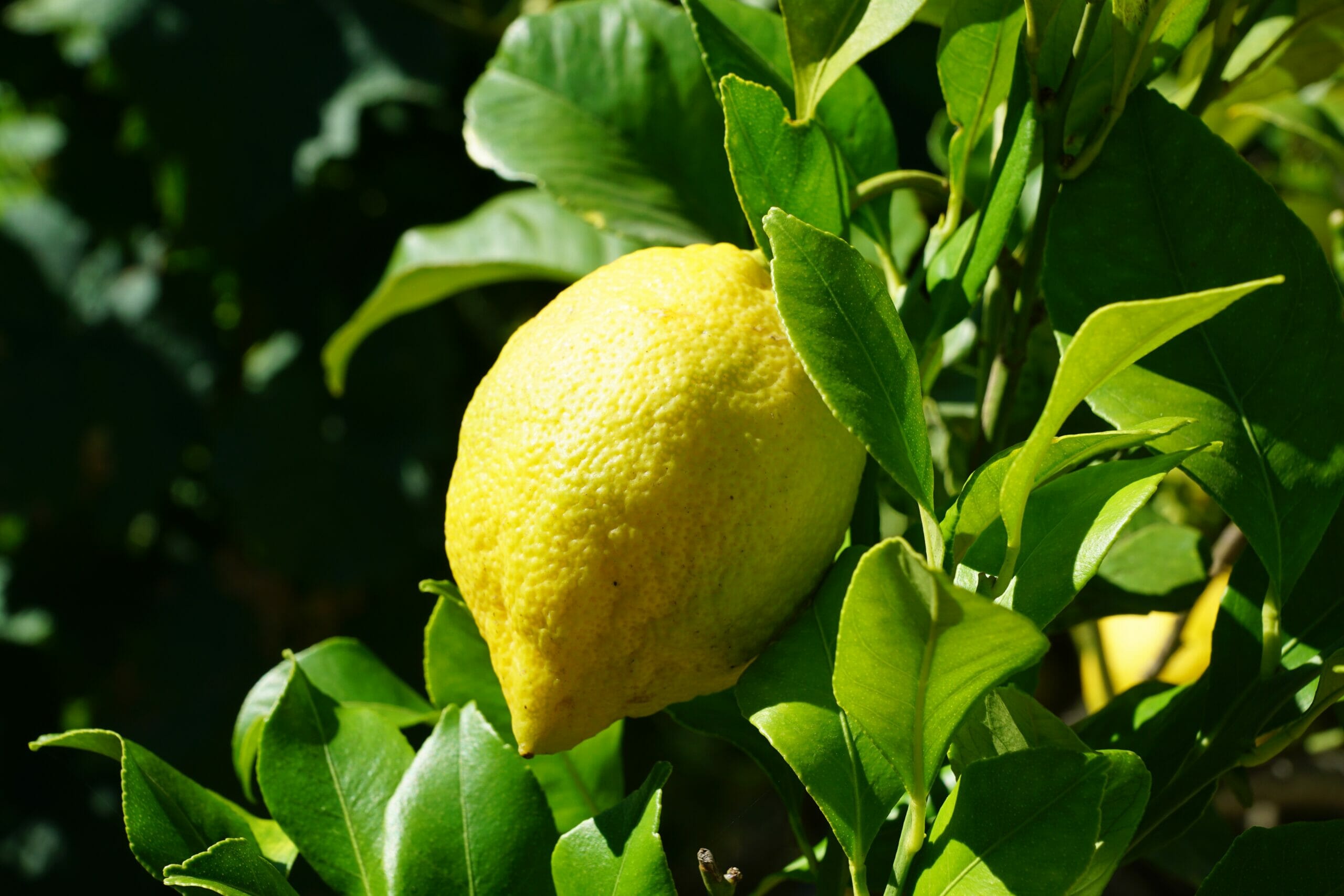 Per una pianta sempre forte, prestiamo attenzione alle sostanze nutritive.