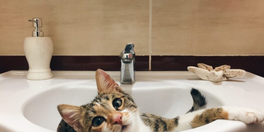 Perché il gatto ci segue in bagno