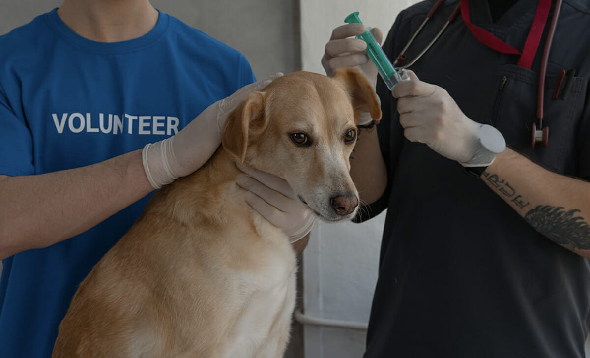 Portiamo il cane dal veterinario per accertarsi che abbia o meno il microchip e per fornirgli le prime cure