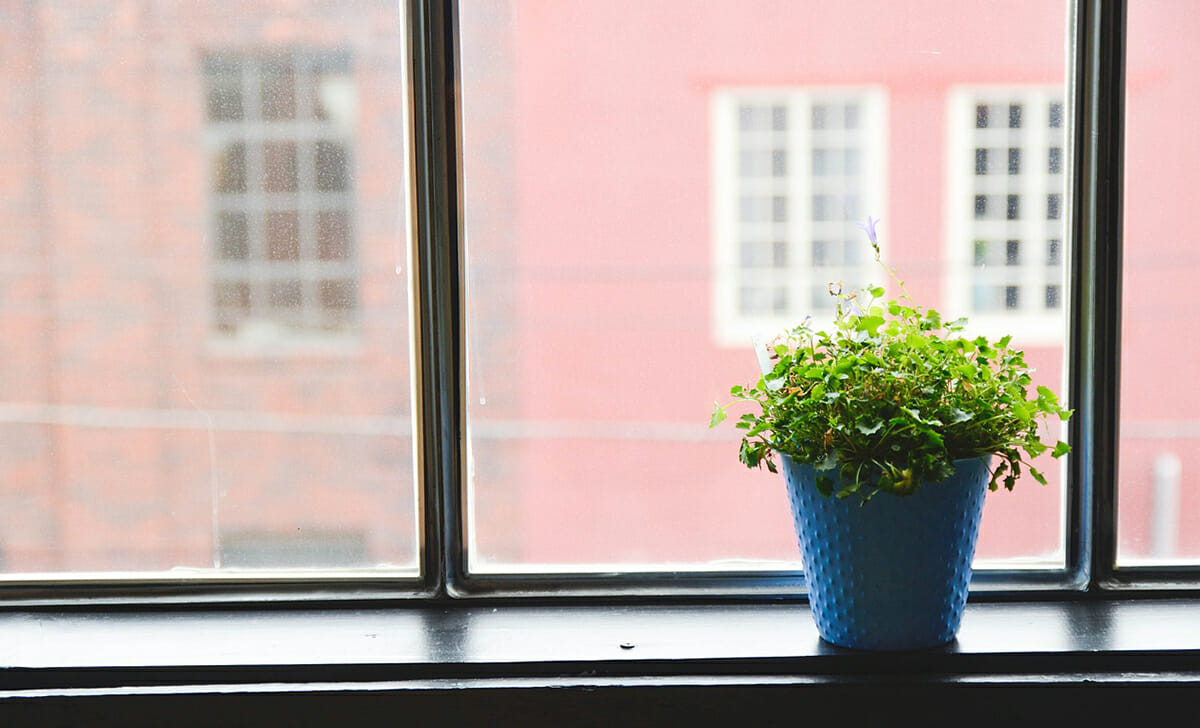 Posizioniamo le piante in una stanza luminosa evitando il sole diretto