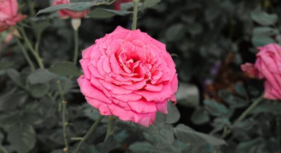 Potatura della rosa, se la fai così la tua pianta crescerà rigogliosa