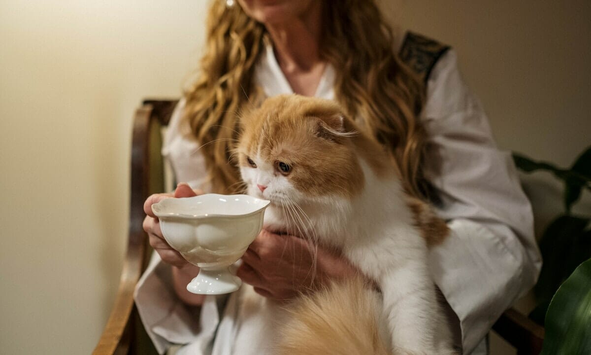Prepariamo piatti gourmet a casa per il nostro gatto