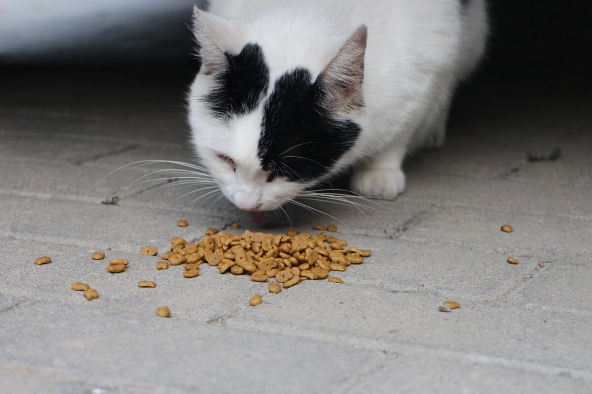 Quante crocchette dare al gatto-proiezionidiborsa.it