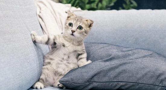 Quanto costa sterilizzare o castrare un gatto?