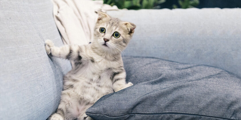 Quanto costa sterilizzare o castrare un gatto?
