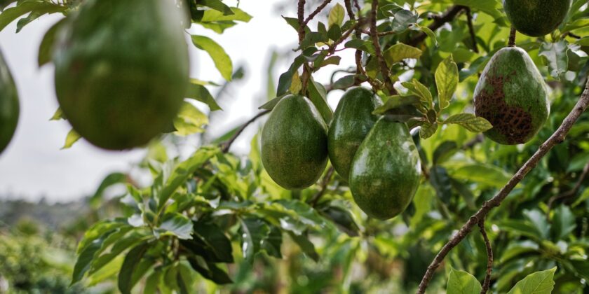 Risparmia sul fertilizzante per il tuo avocado