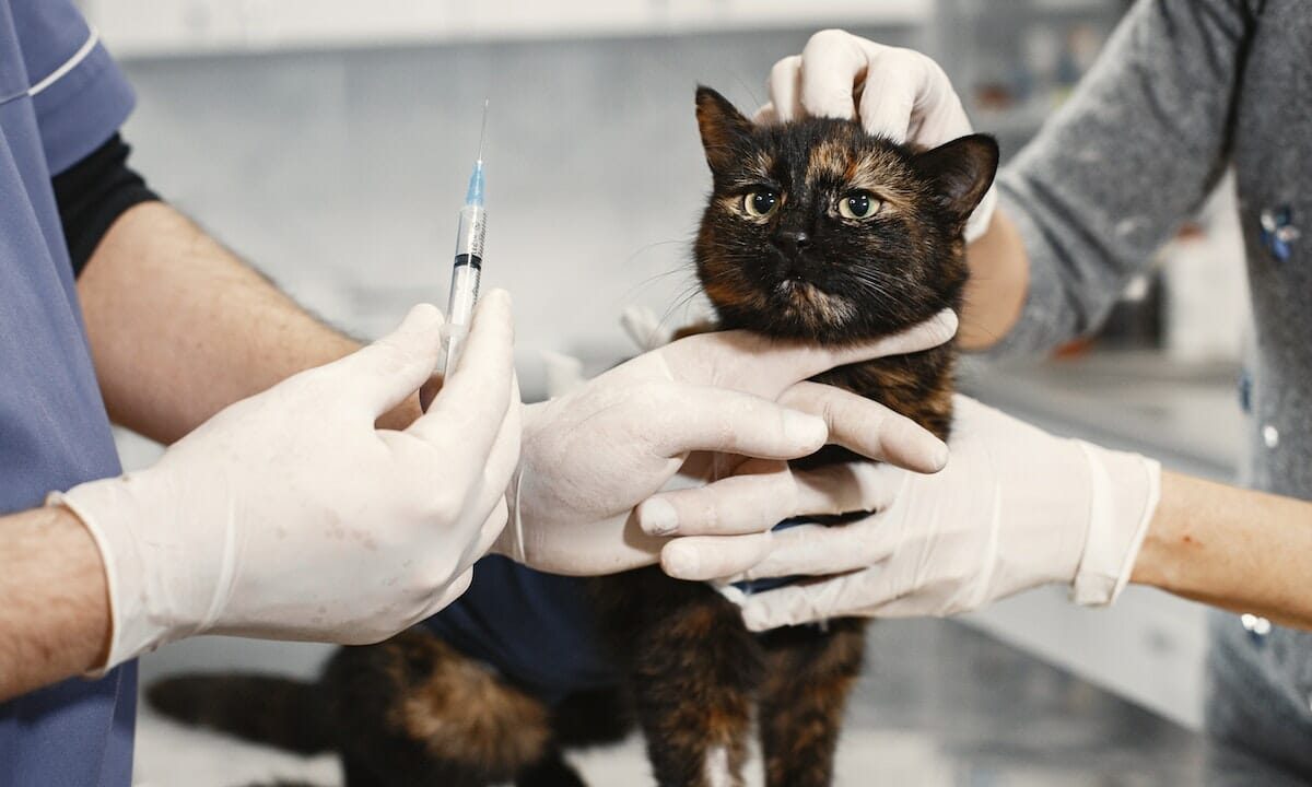 Rivolgersi al veterinario per la detartrasi