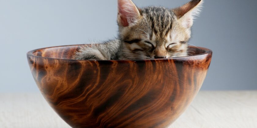 Sai di quanto spazio ha bisogno il tuo gatto?