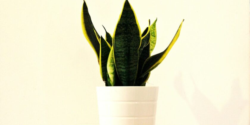 Sansevieria, con questo trucco potrai moltiplicarla all’infinito