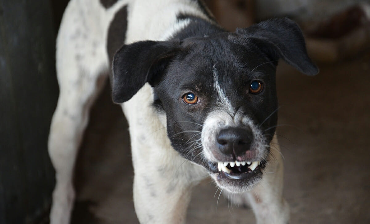 Se il cane è aggressivo bisogna sapersi proteggere
