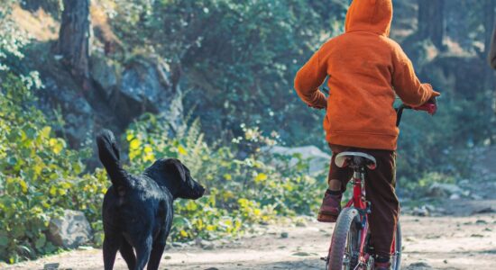Se il nostro cane insegue le biciclette-proiezionidiborsa.it