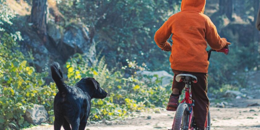 Se il nostro cane insegue le biciclette-proiezionidiborsa.it