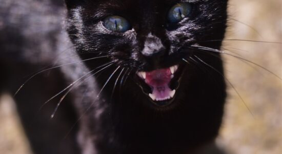 Se non pulisci i denti al gatto