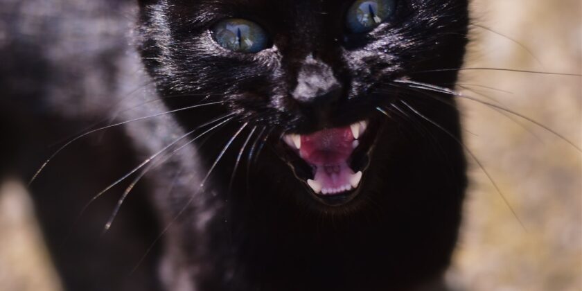 Se non pulisci i denti al gatto