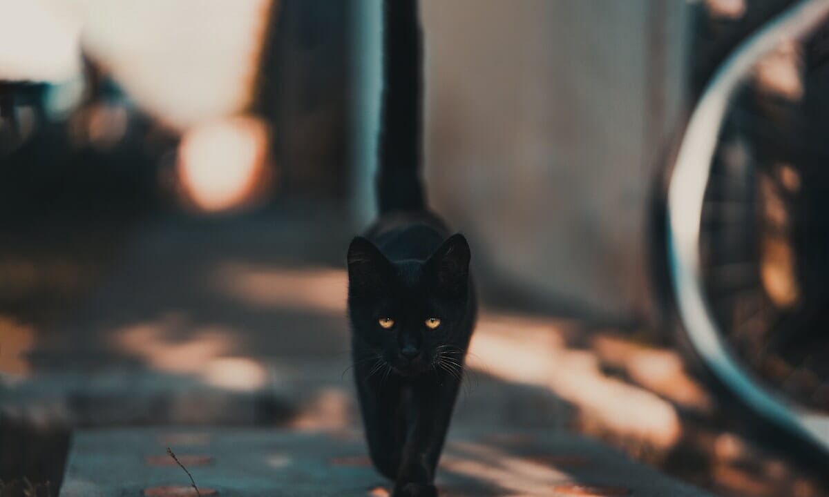 Se un gatto nero ci attraversa la strada è presagio di sventura