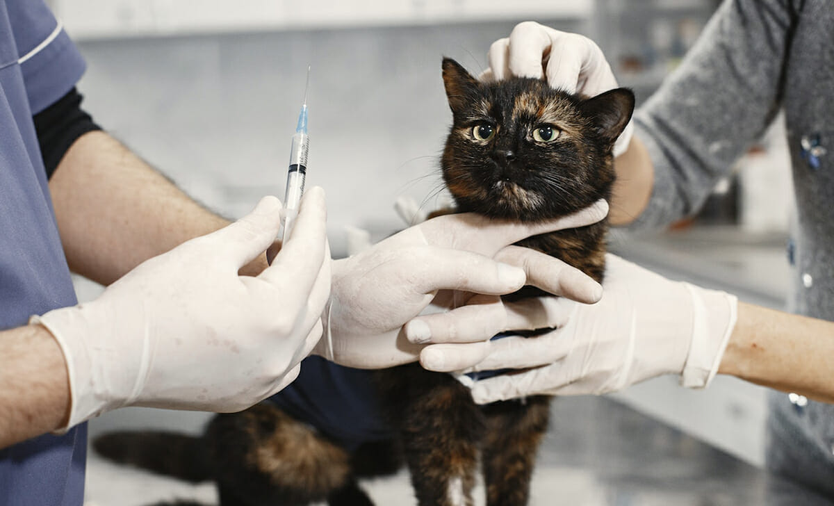 Seguendo le indicazioni del veterinario e qualche piccolo accorgimento, il nostro gatto supererà l’intervento senza rischi