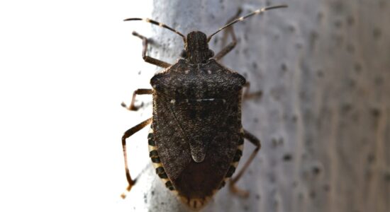 Sfrattiamo definitivamente mosche, scarafaggi, ragni e cimici