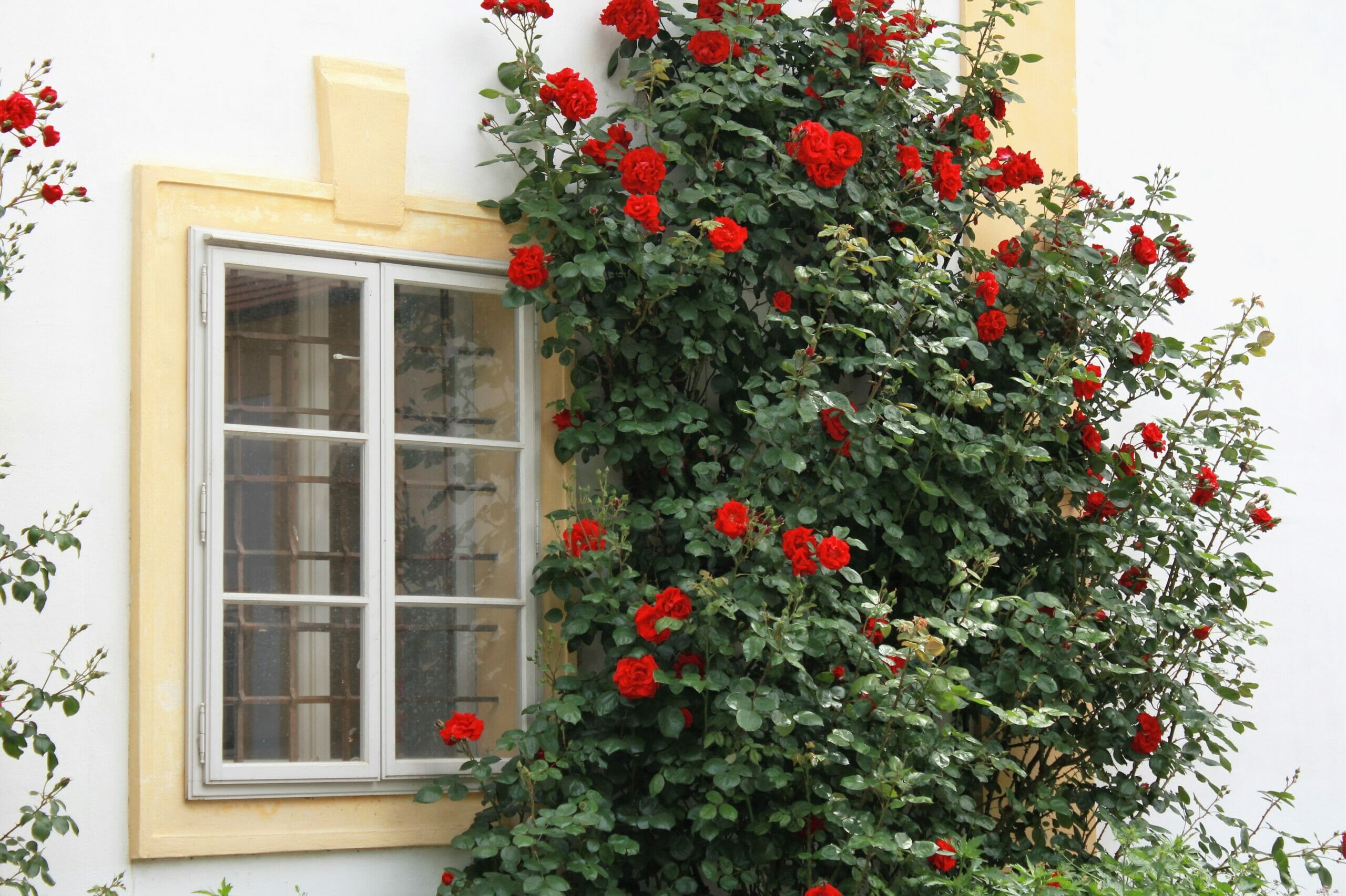 Si tratta di una copertura naturale alle pareti dei nostri edifici- rampicanti, fiori, piccole piante.