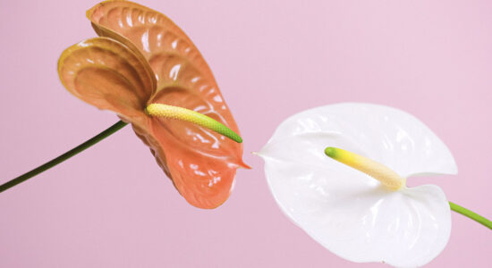 Strabilianti trucchi per curare l'anthurium a casa