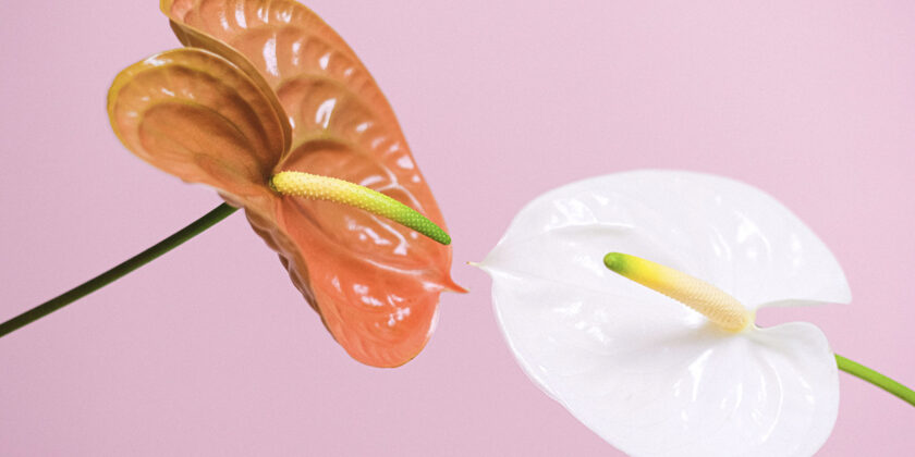 Strabilianti trucchi per curare l'anthurium a casa