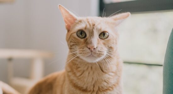 Togliere l’odore di pipì del gatto
