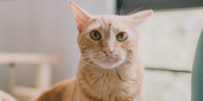 Togliere l’odore di pipì del gatto