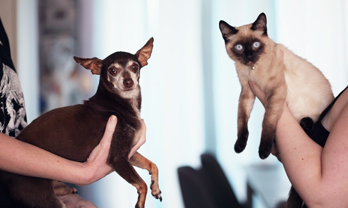 Una famiglia su due ha in casa un cane, di meno un gatto