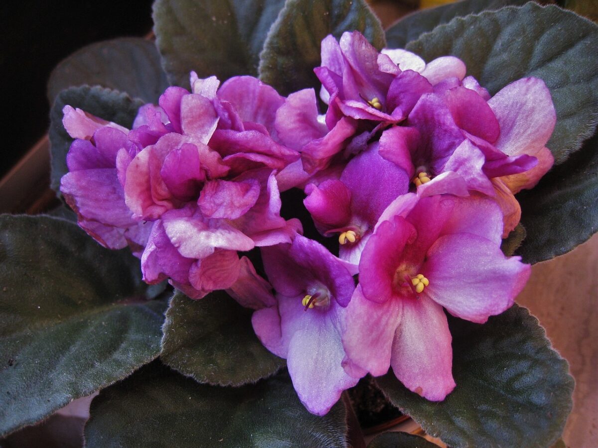 Violetta africana-proiezionidiborsa.it